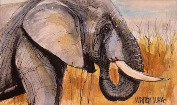 Whiskey Painting, African Elephant by David Whited