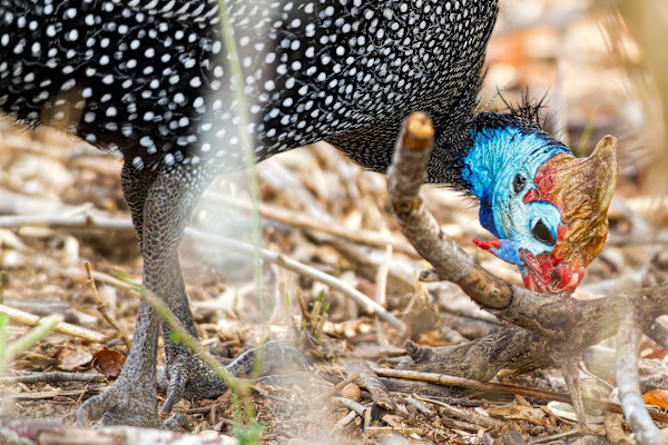 Helmeted Guineafowl, South Africa by David Whited