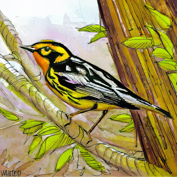 Blackburnian Warbler (Sold, prints available) by David Whited