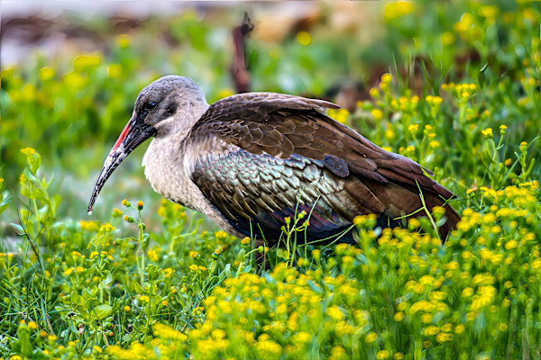 Hadada ibis, South Africa by David Whited