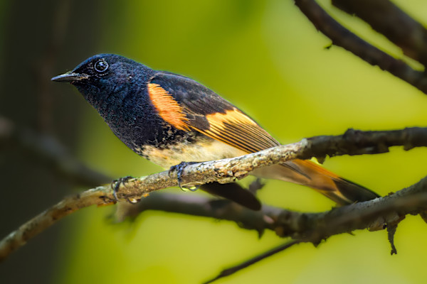 Male American Redstart, Magee Marsh, Ohio by David Whited