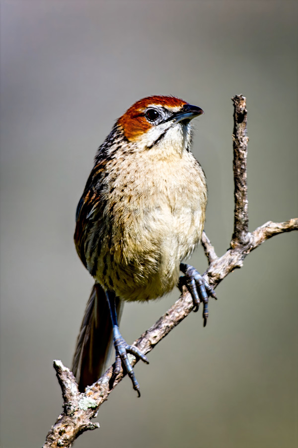 Cape Grassbird, South Africa by David Whited