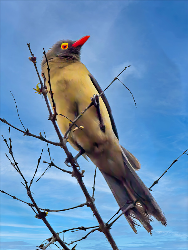 Red-billed Oxpecker, South Africa by David Whited