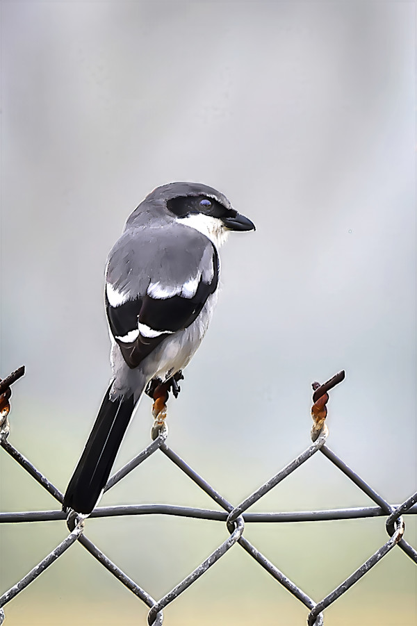 Loggerhead Shrike, Florida, USA by David Whited