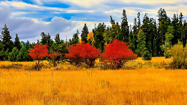 Autumn in Yellowstone, Wyoming, USA by David Whited