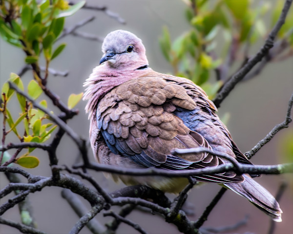 Cape Turtle Dove, South Africa by David Whited