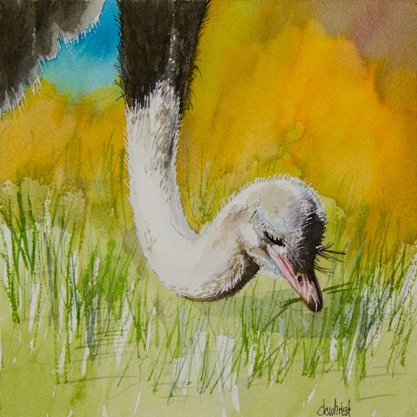 Ostrich feeding by David Whited