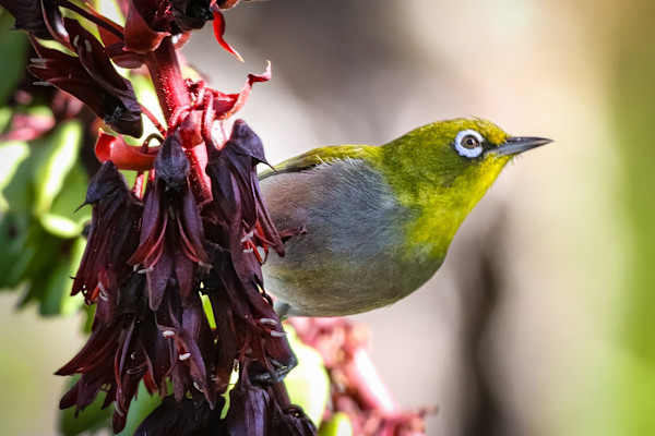 Cape White-eye, South Africa by David Whited
