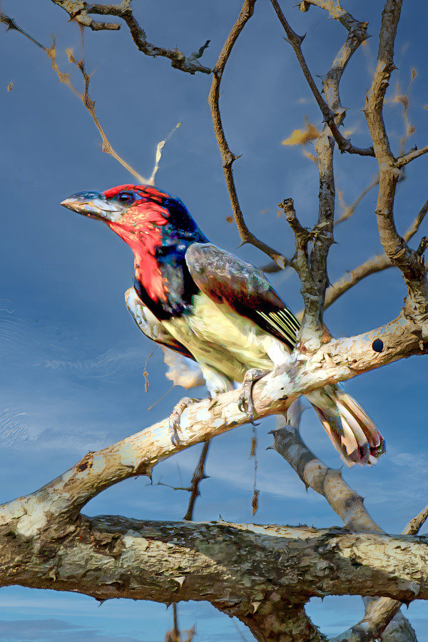 Black-collared Barbet, South Africa by David Whited