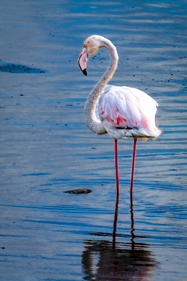 Greater Flamingo, South Africa by David Whited