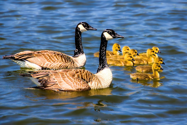 Canada geese with goslings by David Whited