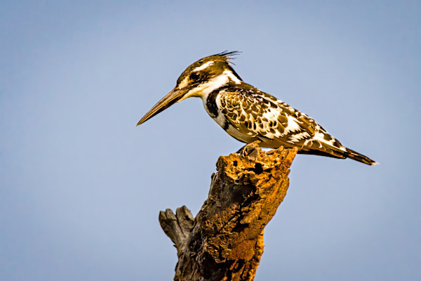 Pied Kingfisher, South Africa by David Whited