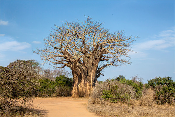 African Baobab Tree by David Whited