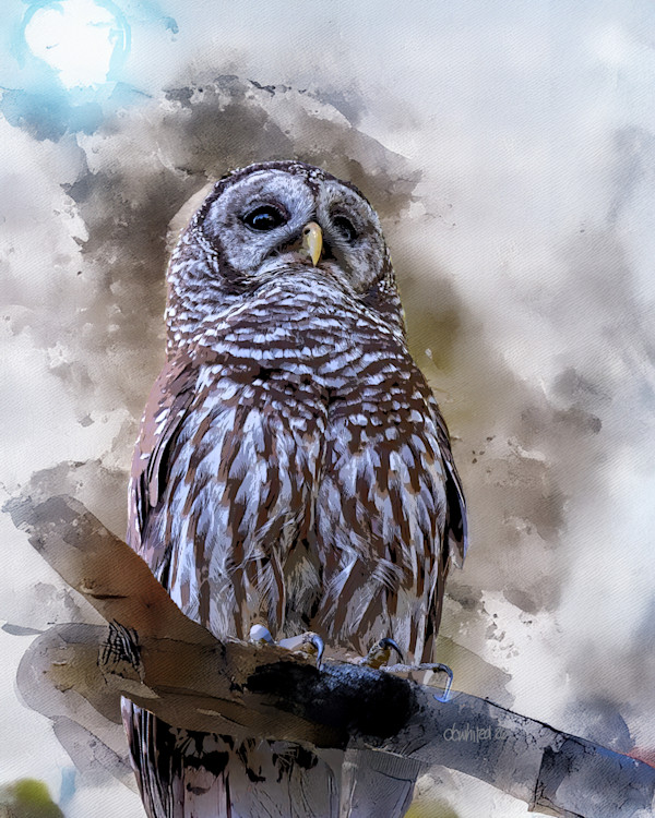 Barred Owl by David Whited, Image 1.