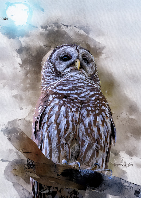 Barred Owl by David Whited