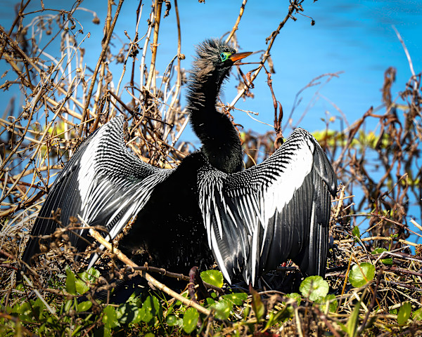 Anhinga, Florida, USA by David Whited