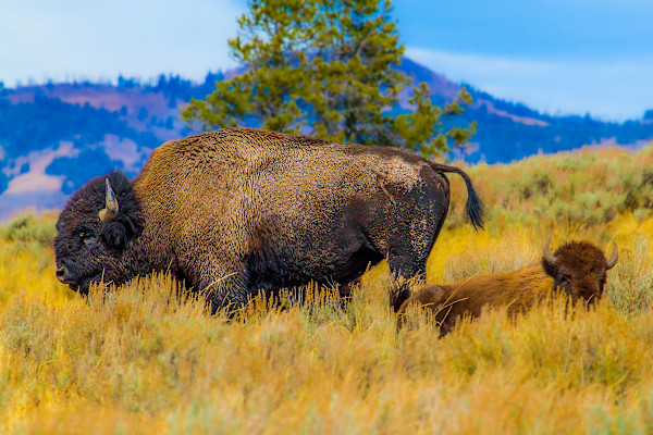 Bison family, Yellowstone National Park, Wyoming, USA by David Whited