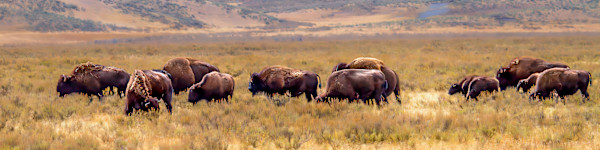 Bison herd on on the Yellowstone grasslands, Yellowstone National Park, Wyoming, USA by David Whited