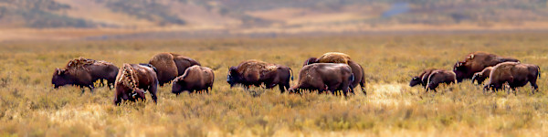 Bison herd on on the Yellowstone grasslands, Yellowstone National Park, Wyoming, USA by David Whited