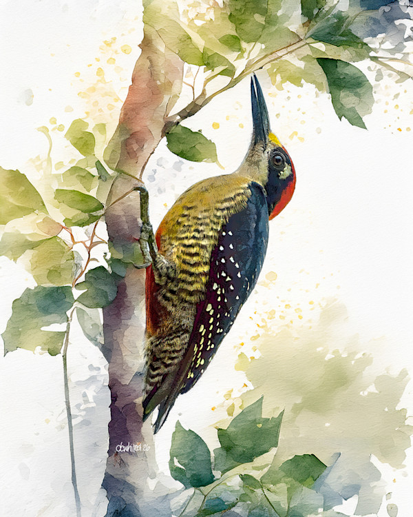 Black-cheeked Woodpecker, Costa Rica by David Whited, Image 1.