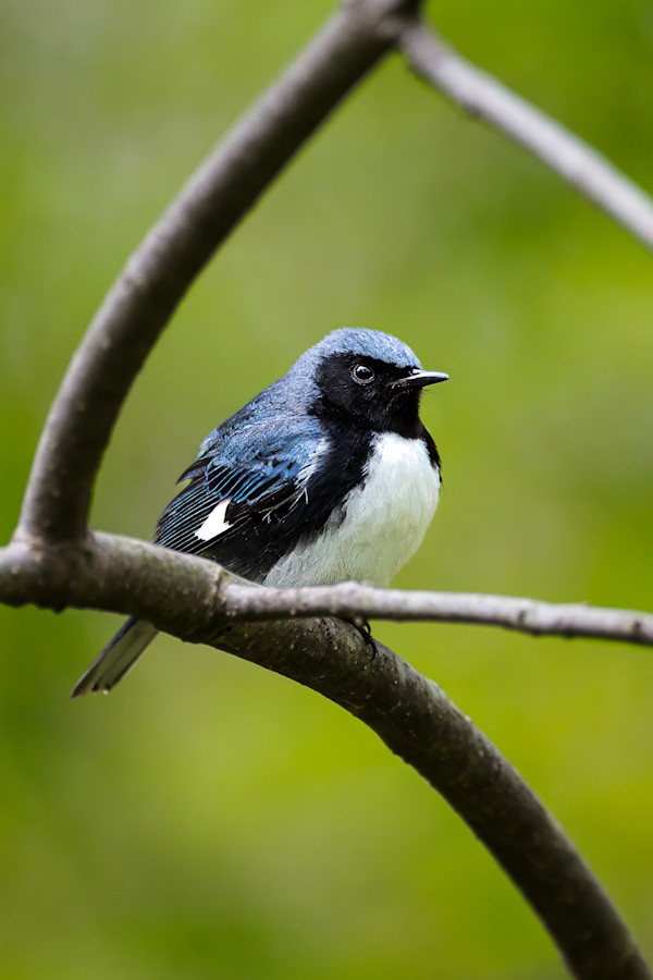 Black-throated blue warbler,  Ottawa National Wildlife Refuge, Ohio by David Whited