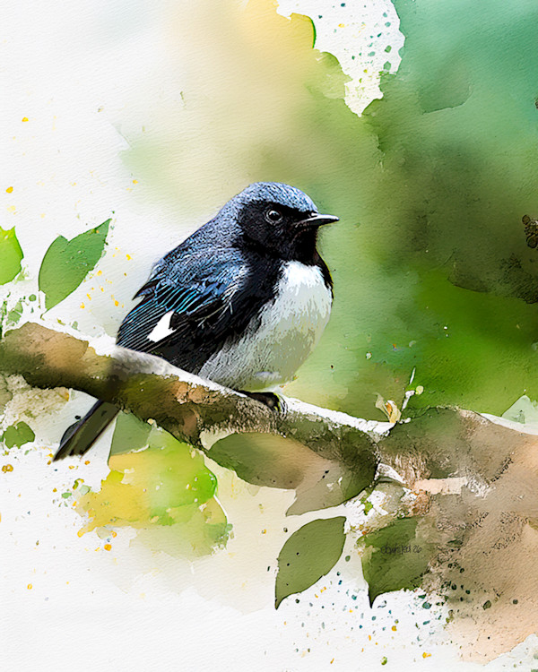 Black-throated Blue Warbler by David Whited, Image 1.