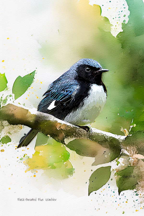 Black-throated Blue Warbler by David Whited