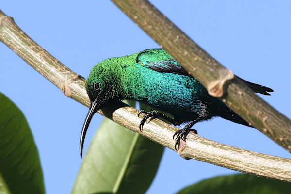 Male Malachite Sunbird, South Africa by David Whited