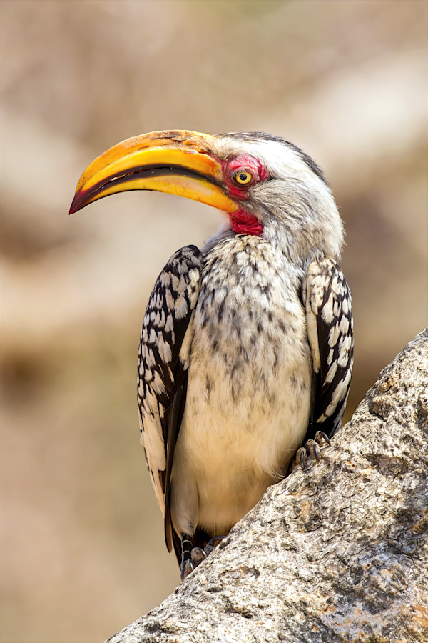 Southern Yellow-billed Hornbill, South Africa by David Whited