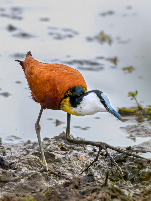 African Jacana, South Africa by David Whited