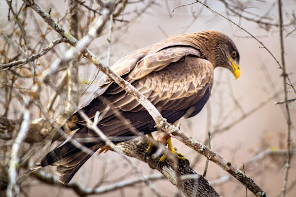 Yellow-billed Kite, South Africa by David Whited