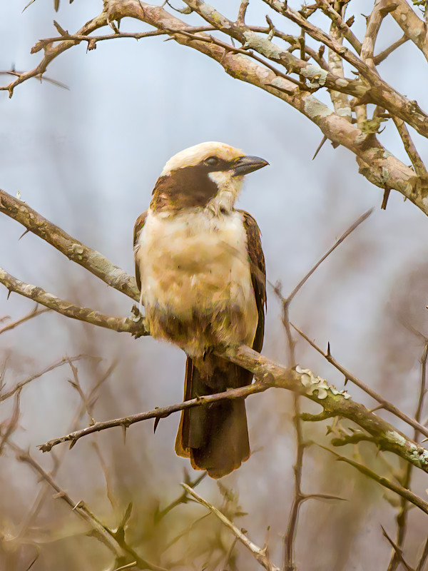 Southern White-crowned Shrike, South Africa by David Whited