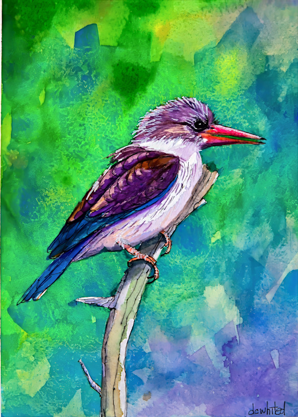 Brown-headed kingfisher, South Africa by David Whited