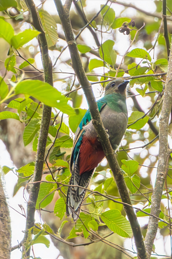 Female Resplendent Quetzal, Costa Rica by David Whited