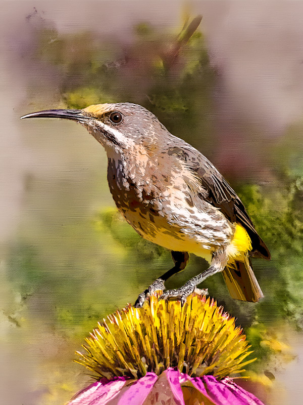 Cape Sunbird, South Africa by David Whited, Image 1.