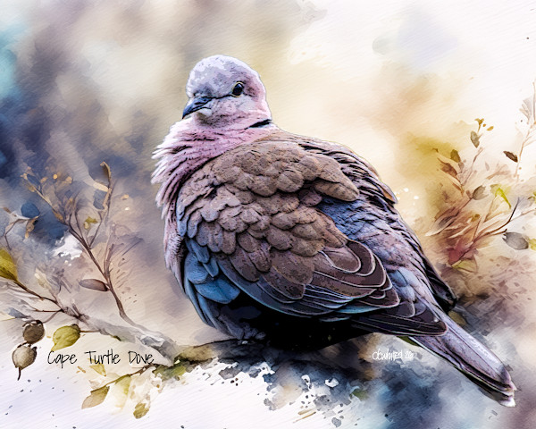 Cape Turtle Dove, South Africa by David Whited
