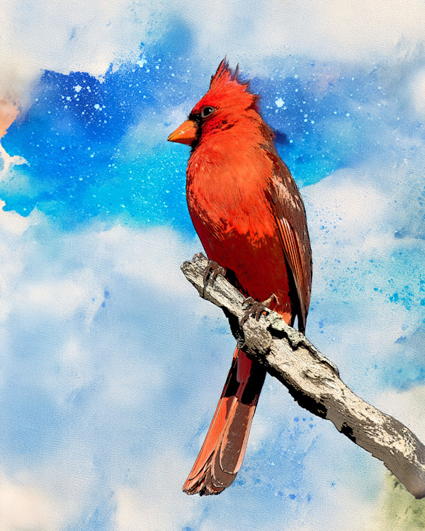 Northern Cardinal by David Whited, Image 1.
