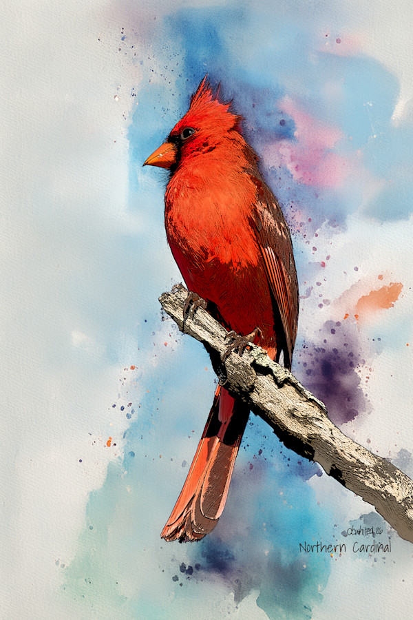Northern Cardinal by David Whited