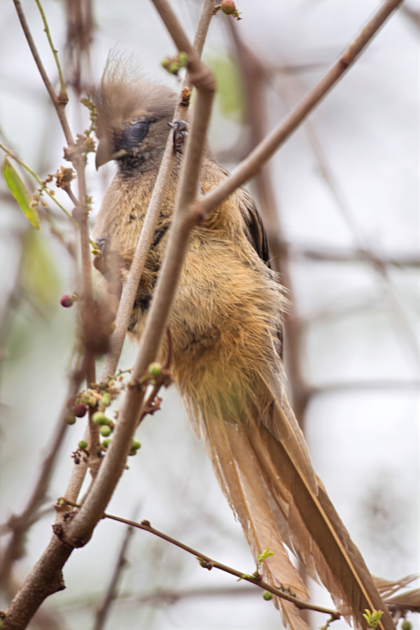 Speckled Mousebird, South Africa by David Whited