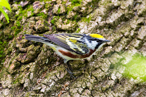 Chestnut-sided warbler,  Ottawa National Wildlife Preserve, Ohio, USA by David Whited