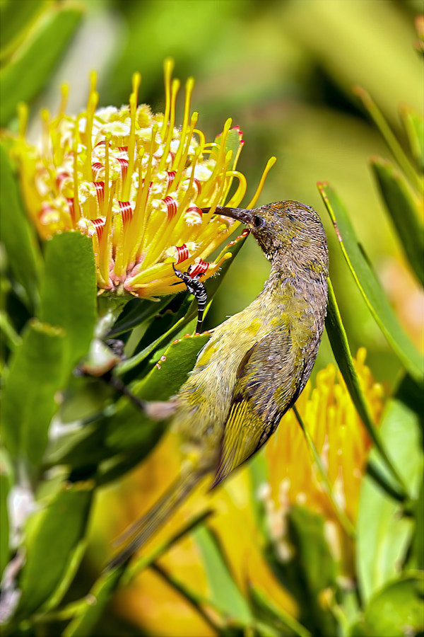 Female Orange-breasted Sunbird, South Africa by David Whited