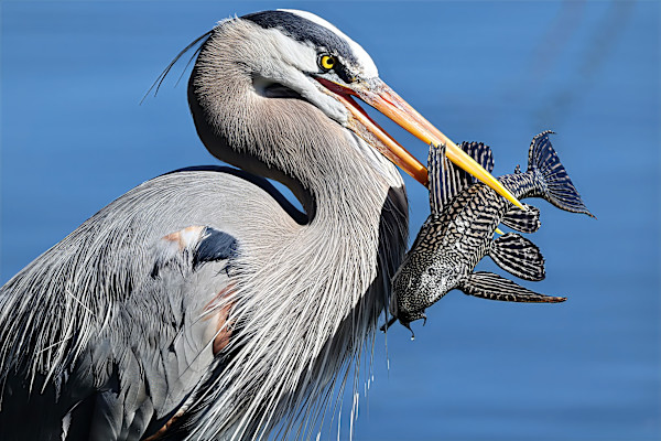 Great Blue Heron with a catch by David Whited