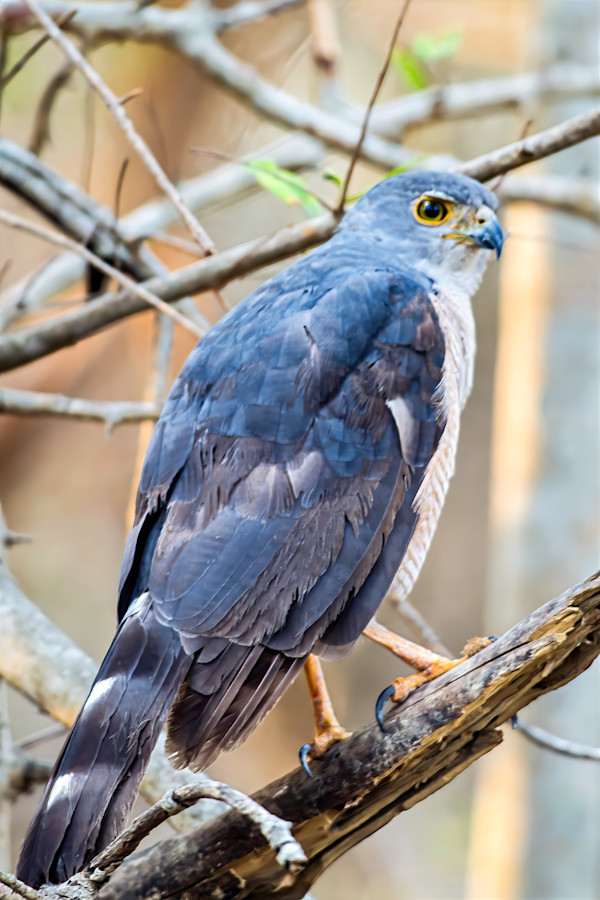 African Goshawk, South Africa by David Whited