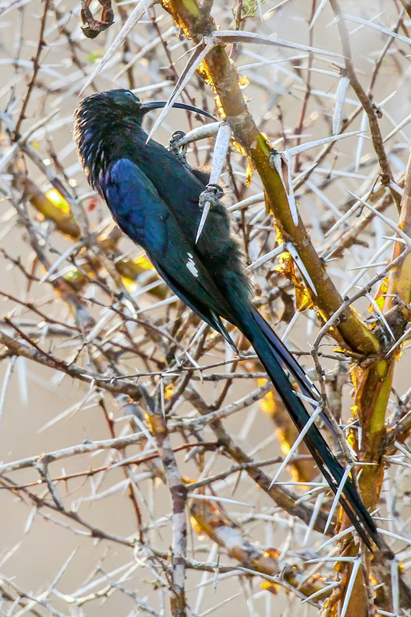 Common Scimitarbill, South Africa by David Whited