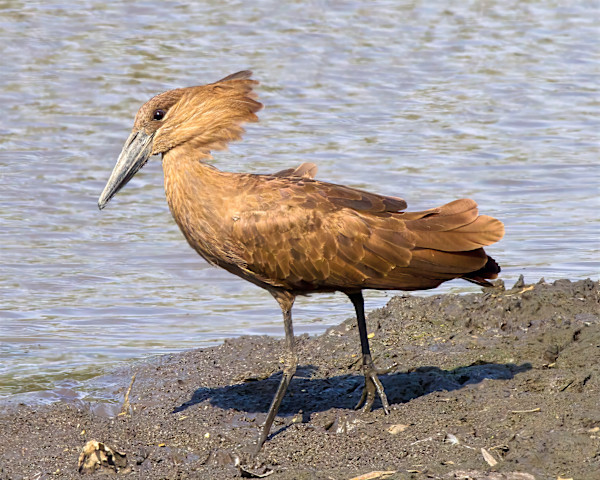Hamerkop, South Africa by David Whited