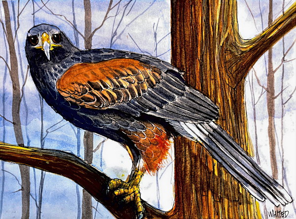 Harris's Hawk by David Whited