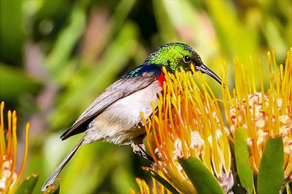 Southern Double-collared Sunbird, South Africa by David Whited