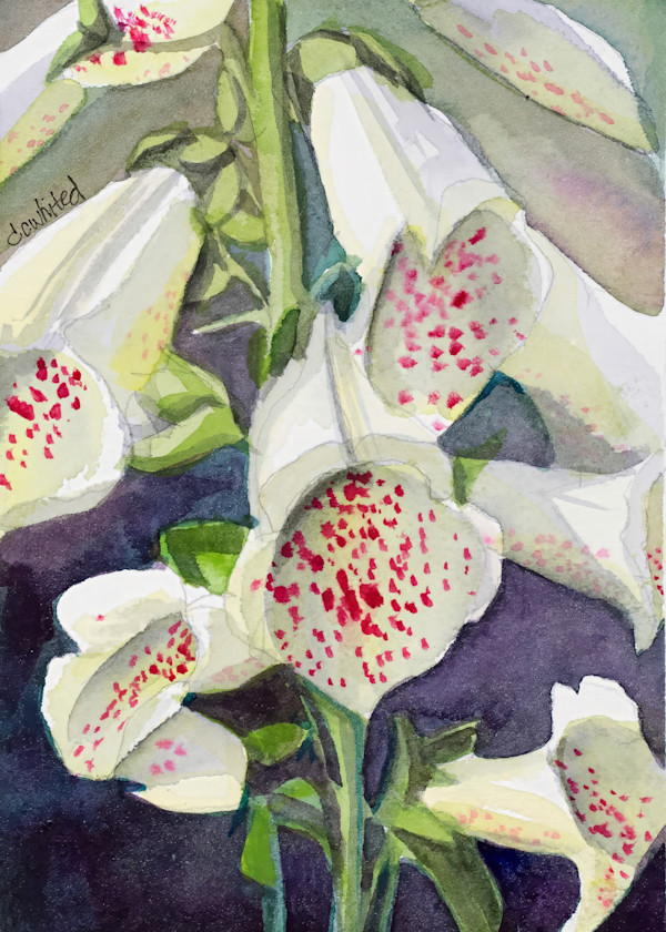 Foxglove (prints available) by David Whited