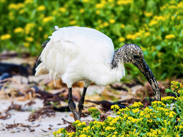 African sacred ibis by David Whited