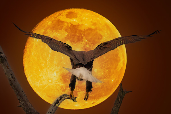 Bald eagle in the moonlight, Venice, Florida, USA by David Whited